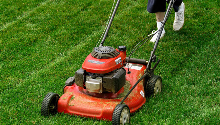 6 tips for maintaining a lush green lawn